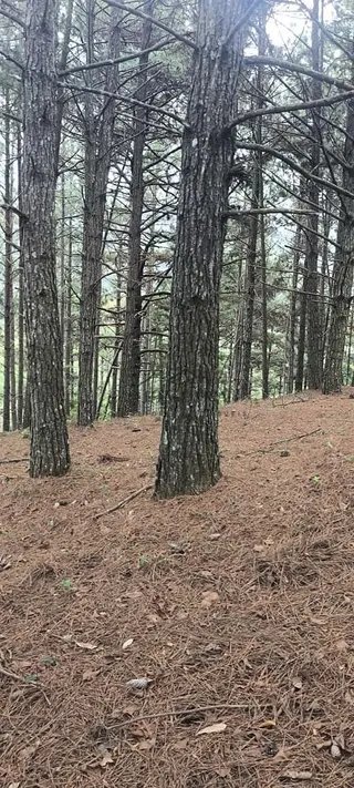 Foto 14 de Propriedade Rural em Delfim Moreira — 20 Hectares
