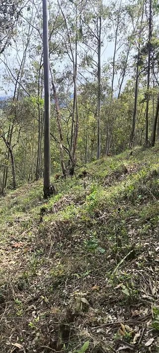 Foto 21 de Propriedade Rural em Delfim Moreira — 20 Hectares