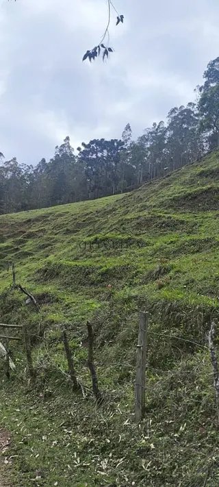 Foto 9 de Propriedade Rural em Delfim Moreira — 20 Hectares