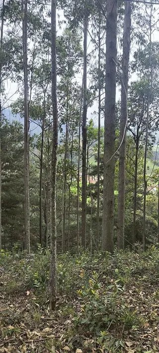 Foto 15 de Propriedade Rural em Delfim Moreira — 20 Hectares