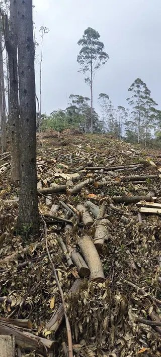 Foto 11 de Propriedade Rural em Delfim Moreira — 20 Hectares