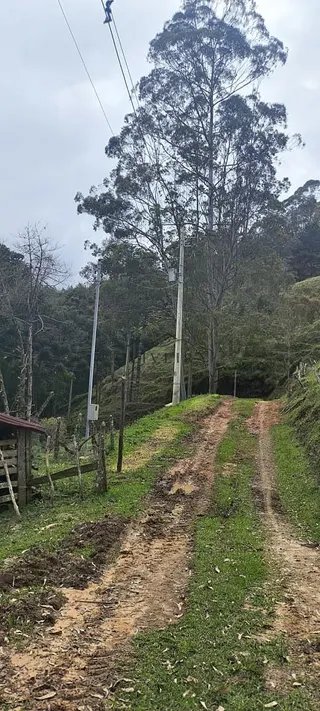 Foto 6 de Propriedade Rural em Delfim Moreira — 20 Hectares