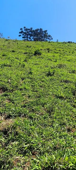 Foto 7 de Chácara em Delfim Moreira — 19.000 m²