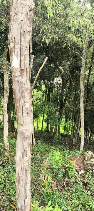 Foto 11 de Chácara no Bairro Gois — 18.000 m² com Casa