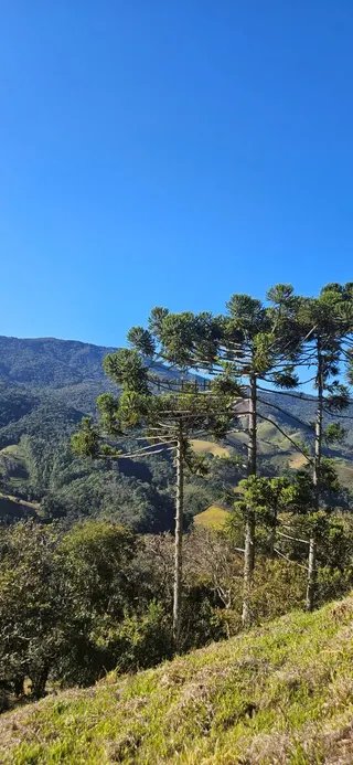Foto 14 de Chácara de 1.400 m² (2 unidades disponíveis)