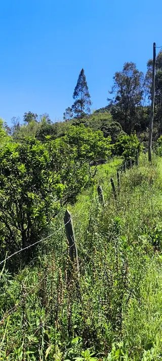 Foto 3 de Chácara em Delfim Moreira — 4.500 m²