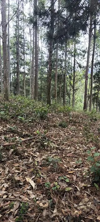 Foto 18 de Propriedade Rural em Delfim Moreira — 20 Hectares