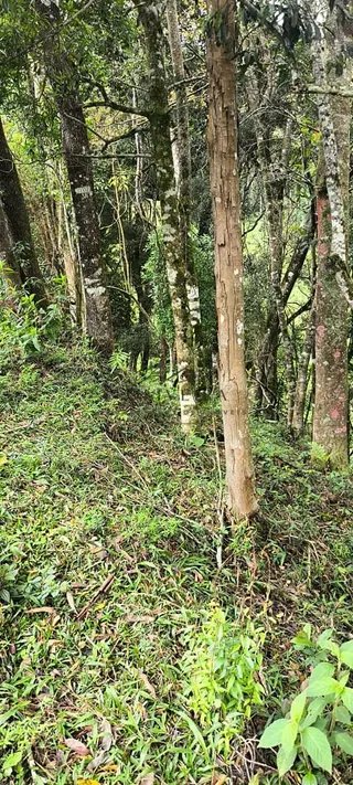 Foto 23 de Chácara no Bairro Gois — 18.000 m² com Casa