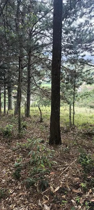 Foto 17 de Propriedade Rural em Delfim Moreira — 20 Hectares