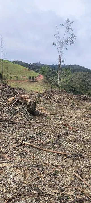 Foto 10 de Propriedade Rural em Delfim Moreira — 20 Hectares