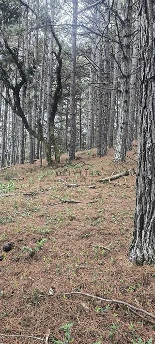 Foto 13 de Propriedade Rural em Delfim Moreira — 20 Hectares