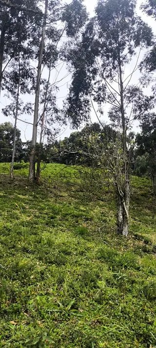 Foto 3 de Chácara no Bairro Gois — 18.000 m² com Casa