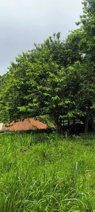 Foto 18 de Chácara no Bairro Gois — 18.000 m² com Casa