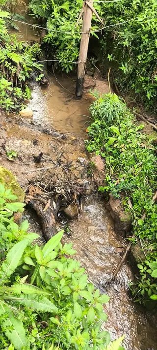 Foto 7 de Propriedade Rural em Delfim Moreira — 20 Hectares