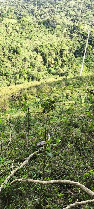 Foto 7 de Natureza, água própria e tranquilidade a apenas 1,5 km da cidade!