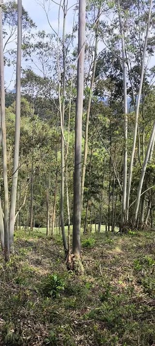 Foto 22 de Propriedade Rural em Delfim Moreira — 20 Hectares