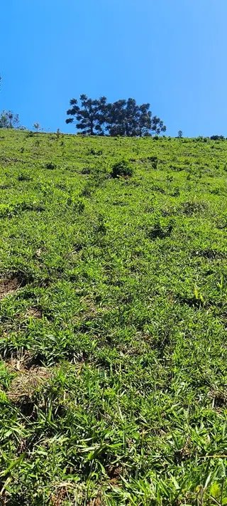 Foto 8 de Chácara em Delfim Moreira — 19.000 m²