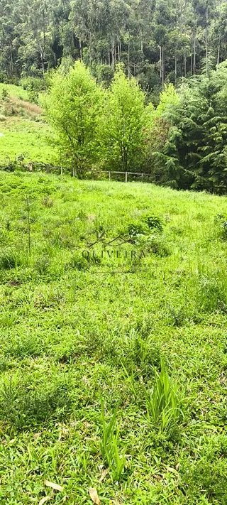 Foto 9 de Chácara no Bairro Gois — 18.000 m² com Casa